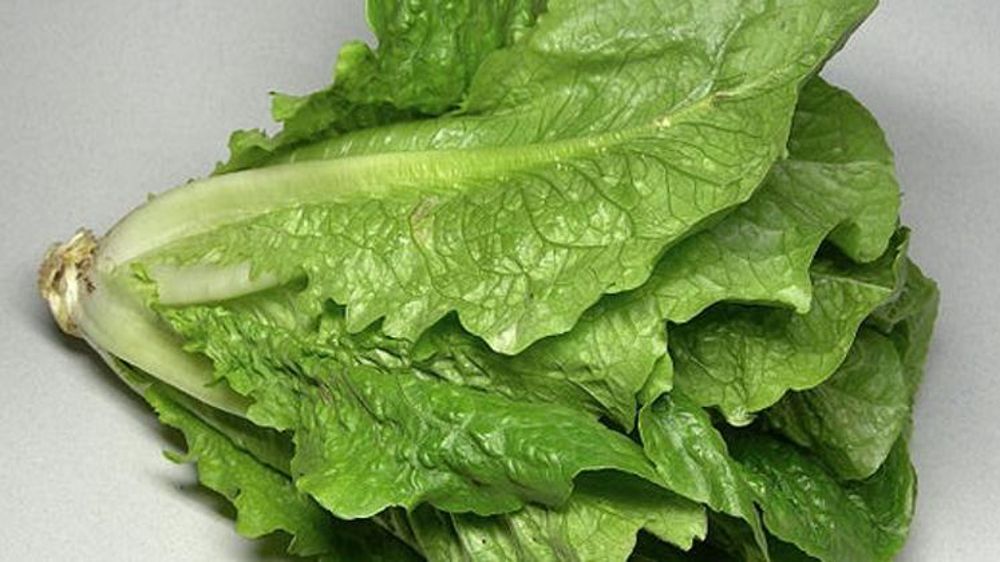 Contaminée par Escherichia coli, la laitue romaine de la région de Yuma, dans l’Arizona, aux États-Unis, a fait une victime en Californie. ©Wikipédia